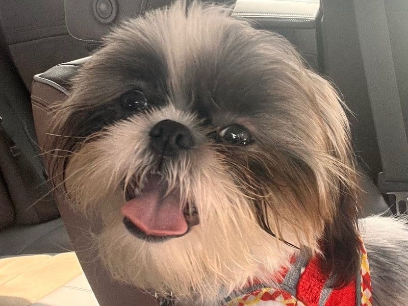 Toby primary photo