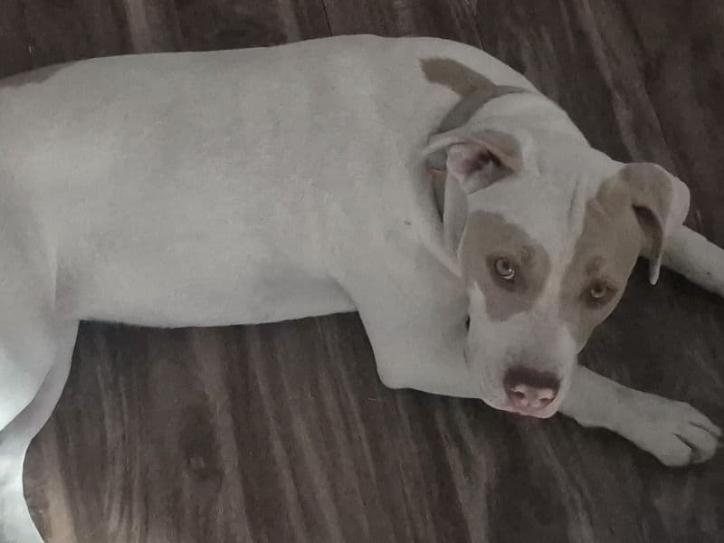 Blue nose Pitbull 5 months old female medium named Pigeches for sale in San Bernardino County, California | Petmeetly