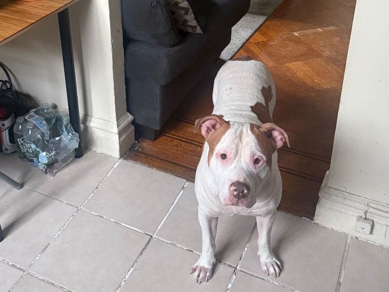 American PitBull Terrier 3 years old male medium named Stone for breeding in Kings County, New York | Petmeetly