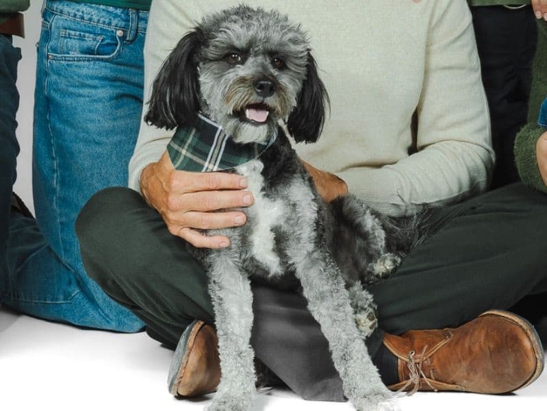 Aussiedoodle 4 years 1 month old male small named Milo for breeding in Clark County, Nevada | Petmeetly