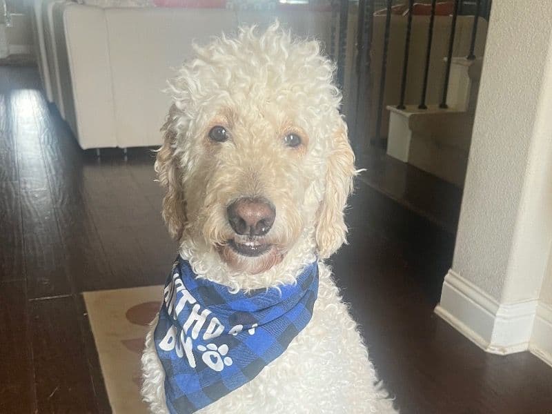 Goldendoodle 3 years old male medium named Bean for breeding in Ellis County, Texas | Petmeetly