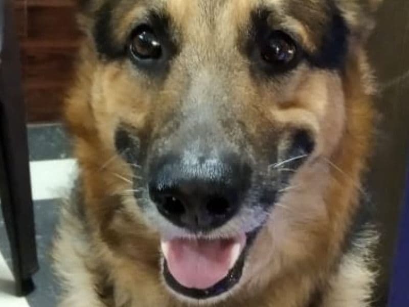 German Shepherd 5 years 6 months old male medium named Sultan for breeding in Delhi Division, Delhi | Petmeetly