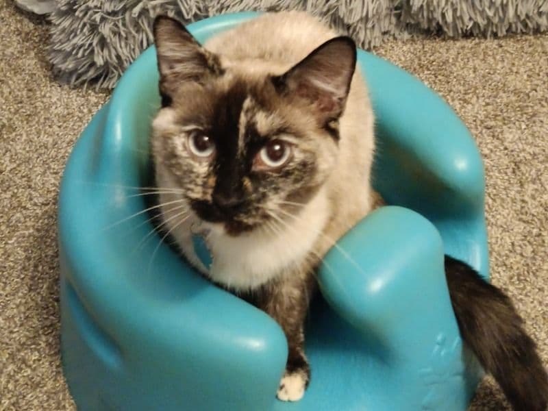 Artemis primary photo