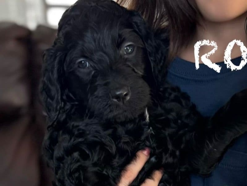 Goldendoodle 2 months old female medium named Roxy for adoption in Tarrant County, Texas | Petmeetly