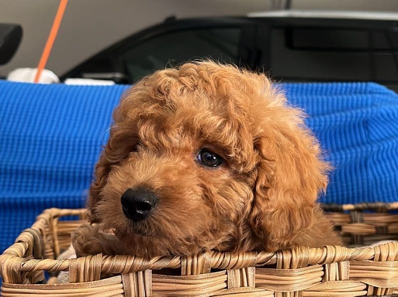Cavapoo (Cavadoodle) 4 months old male small named Brody for sale in Harris County, Texas | Petmeetly