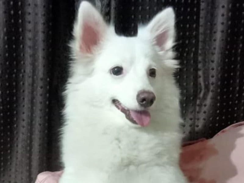 Spitz 4 years 7 months old female small named Snowiee for breeding in Konkan Division, Maharashtra | Petmeetly