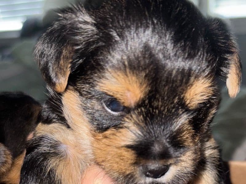 Yorkshire Terrier 3 months old female medium named Peach for sale in Jefferson County, Alabama | Petmeetly