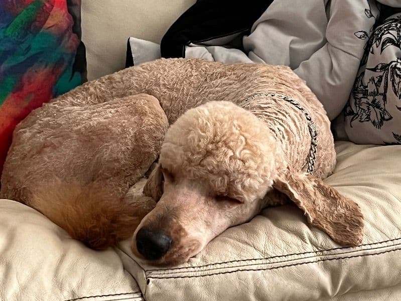 Goldendoodle 3 years 2 months old male medium named Barack for breeding in Davidson County, Tennessee | Petmeetly