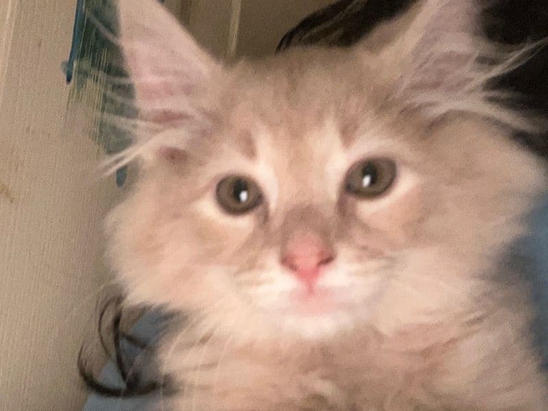American Shorthair 1 month old male named Peanut for sale in Sumner County, Tennessee | Petmeetly