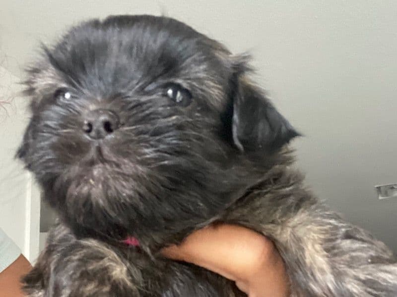 Moochie - Shih Tzu | Petmeetly