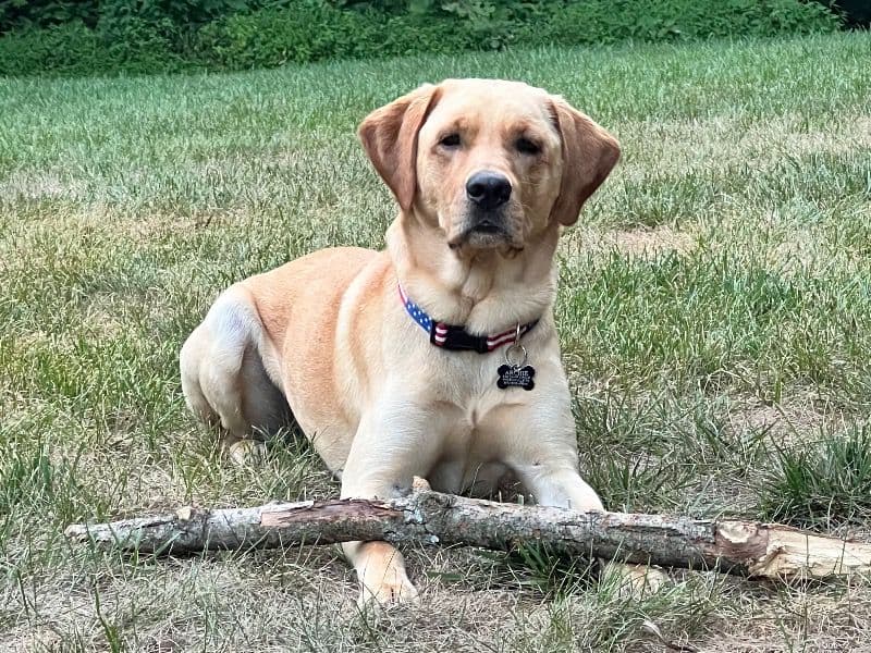 Archie primary photo