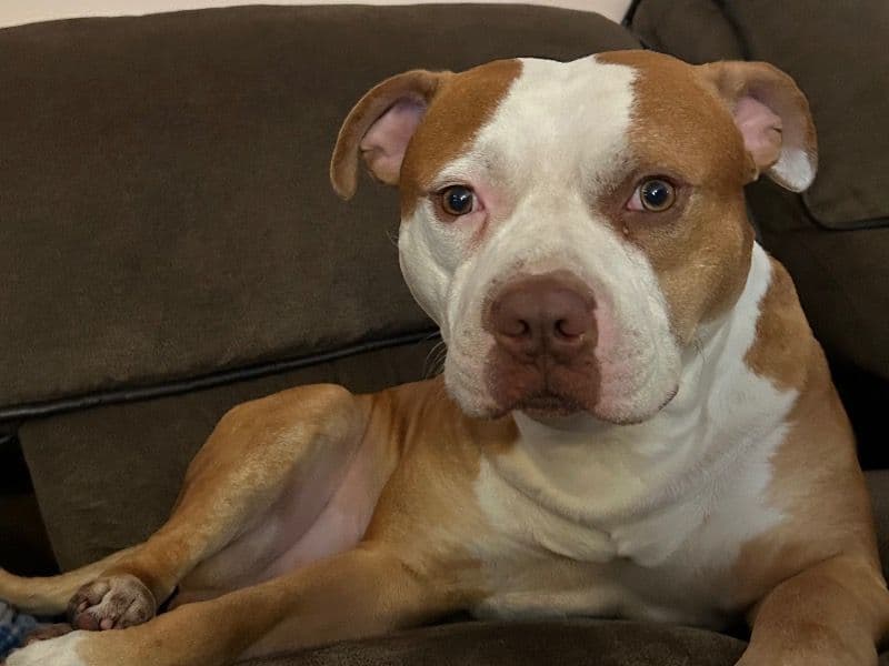 American PitBull Terrier 5 years 4 months old male medium named Cesar for breeding in Hernando County, Florida | Petmeetly