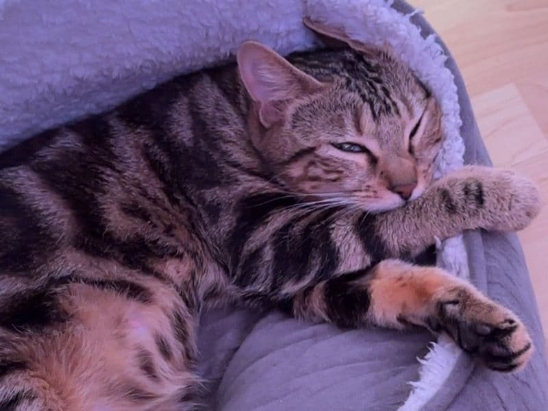 Bengal 1 year 7 months old female named Sahara for adoption in Greater Manchester, England | Petmeetly