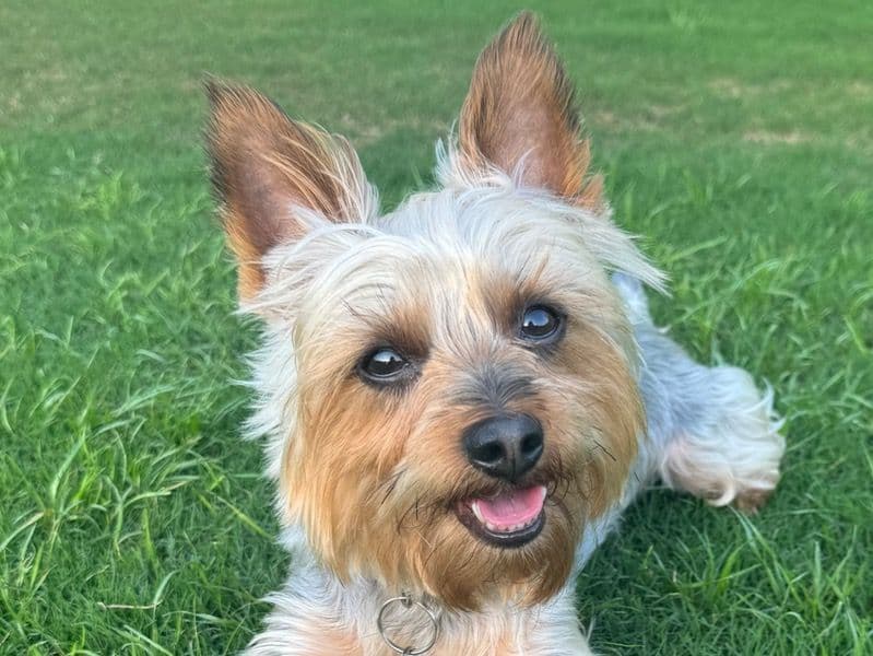 Teddy primary photo