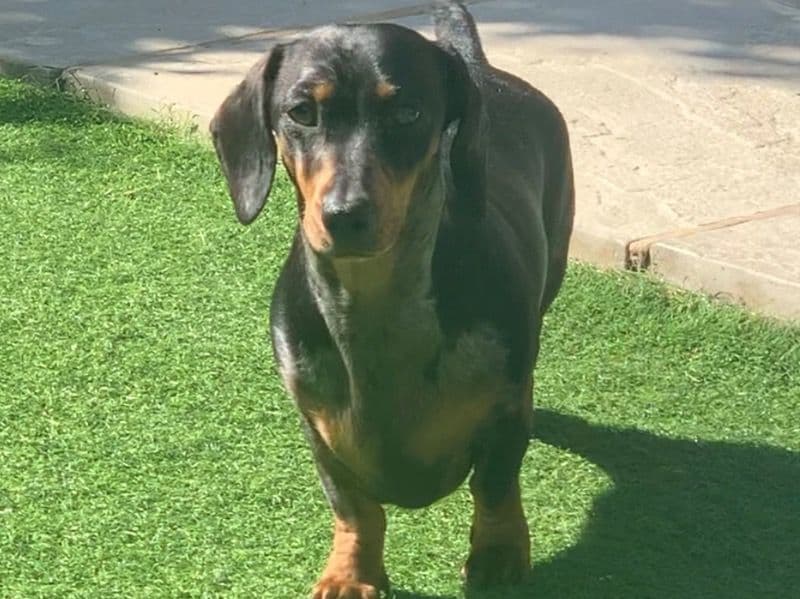 Miniature Dachshund 1 year 11 months old female small named Minnie for breeding in Hampshire, England | Petmeetly