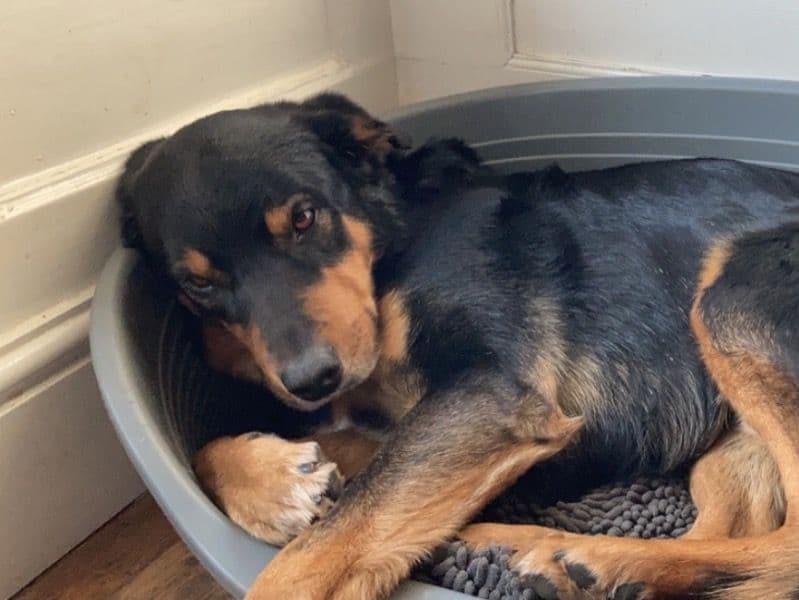 Border Collie 7 years old male large named Tig for breeding in Hertfordshire, England | Petmeetly