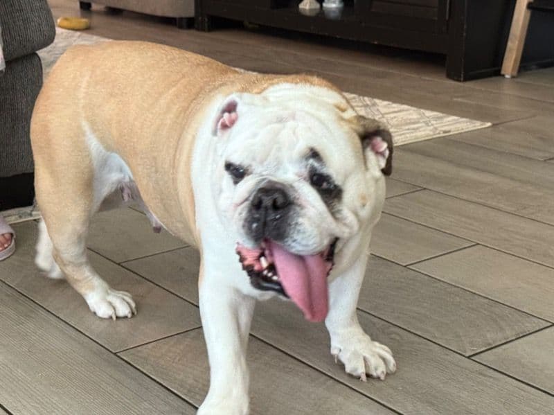 Old English Bulldog 5 years 5 months old female medium named Waffles for breeding in Travis County, Texas | Petmeetly