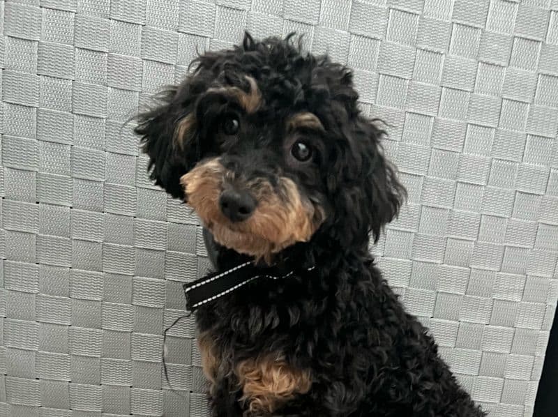 Pablo primary photo