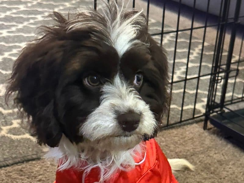 Cockapoo 1 year 1 month old female small named Khloe for breeding | Petmeetly