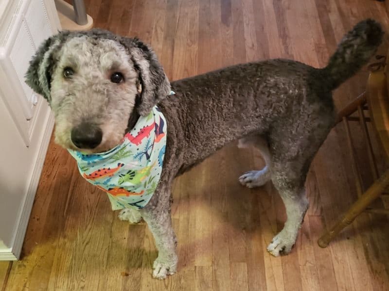 Goldendoodle 2 years old male large named Buddy for breeding in Grant County, Washington | Petmeetly