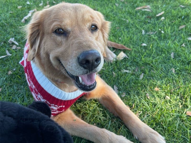 Golden Retriever 5 years 1 month old female medium named Nala for breeding in San Diego County, California | Petmeetly