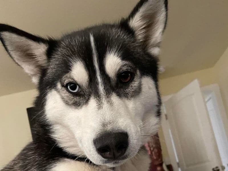 Siberian Husky 5 years 6 months old female medium named Nymira for breeding in Aberdeen, Washington | Petmeetly