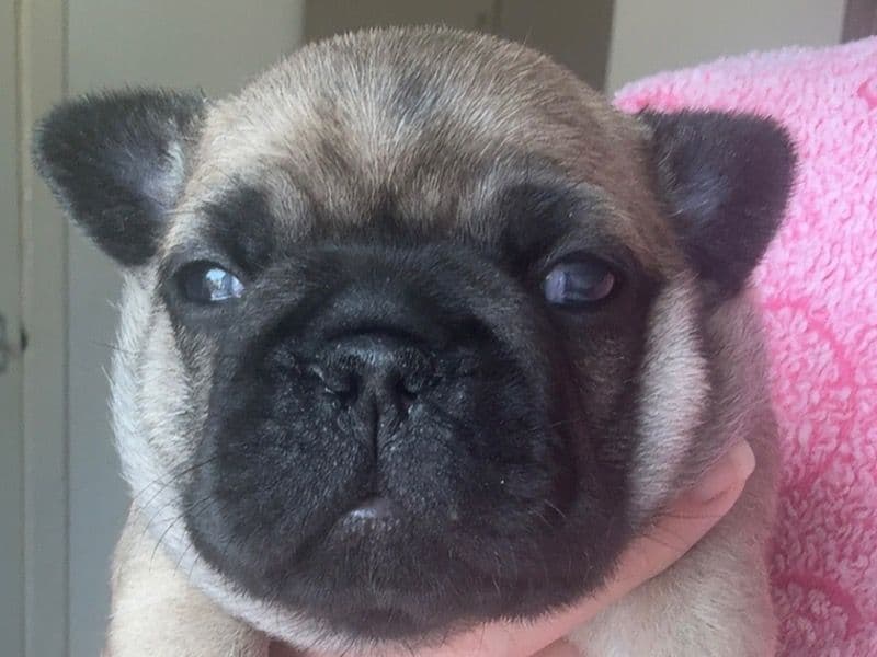 Cookie primary photo