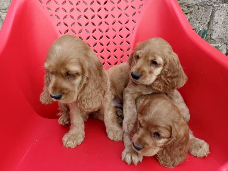 Cocker Spaniel 3 months old female small named Nana for sale in Ruiru, Kiambu County | Petmeetly