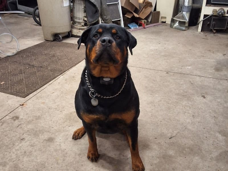 German Rottweiler 3 years 10 months old female extra large named Ruby for breeding in Kent County, Michigan | Petmeetly