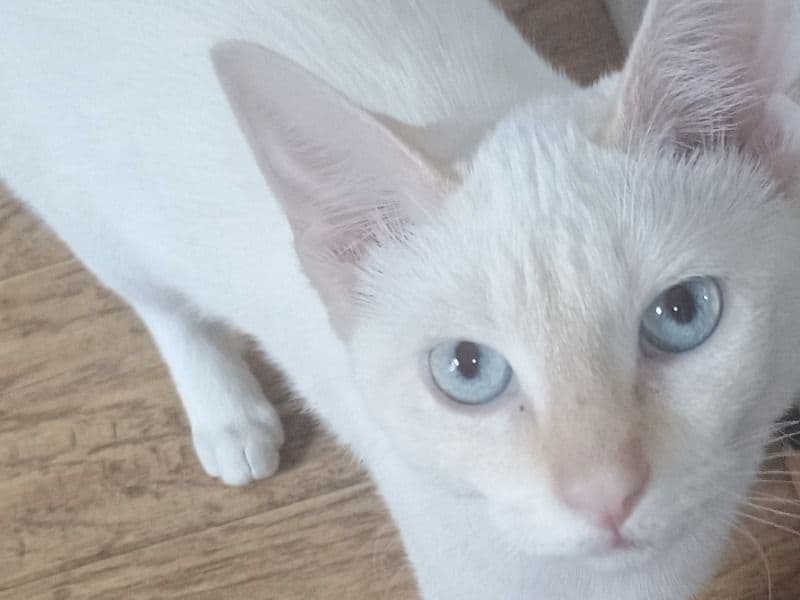 Flame Point Siamese 6 months old female named Salem for adoption in Tuscarawas County, Ohio | Petmeetly