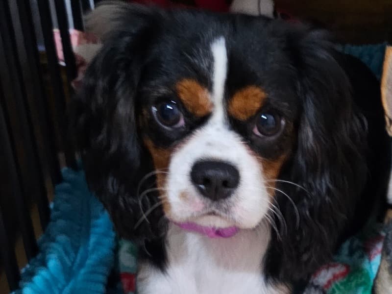 Chloe primary photo