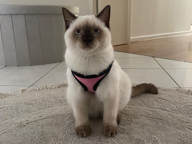 Scottish Fold 8 months old male named Azrak for breeding in Bas-Rhin, Grand Est | Petmeetly