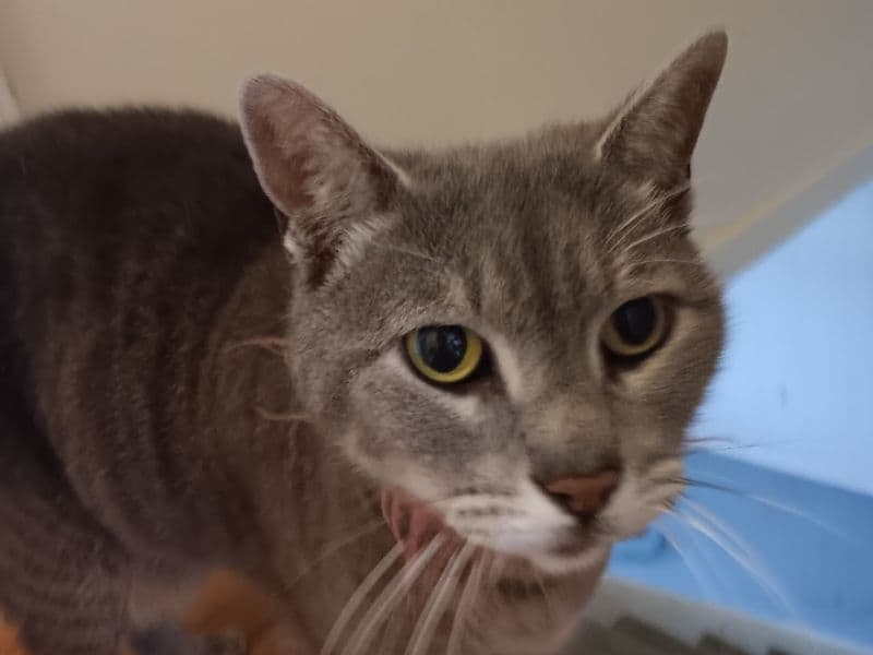 Tabby 12 years old female named Chata for breeding in Monroe County, New York | Petmeetly