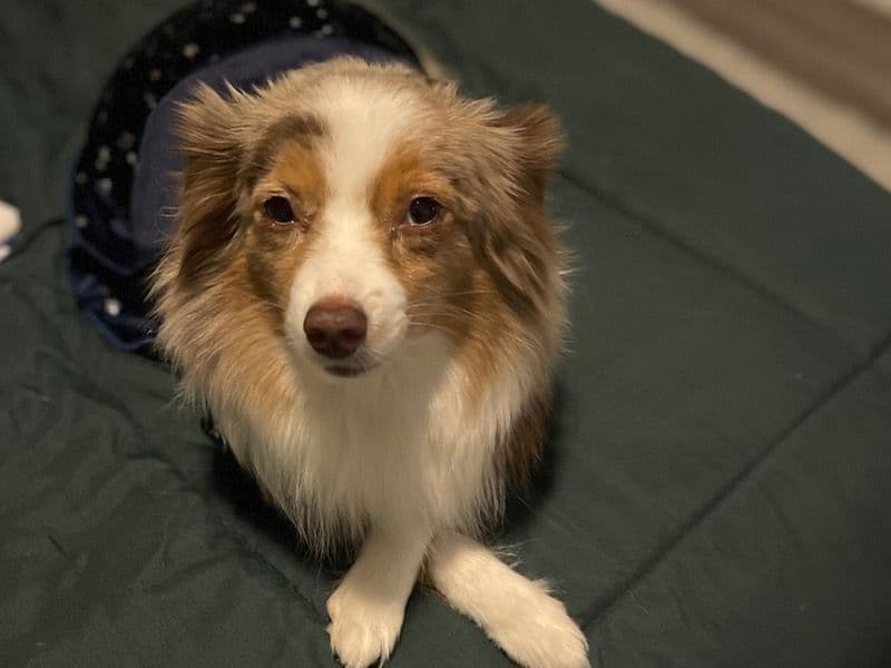 Miniature Australian Shepherd 4 years 6 months old female small named Bella for breeding in Polk County, Florida | Petmeetly