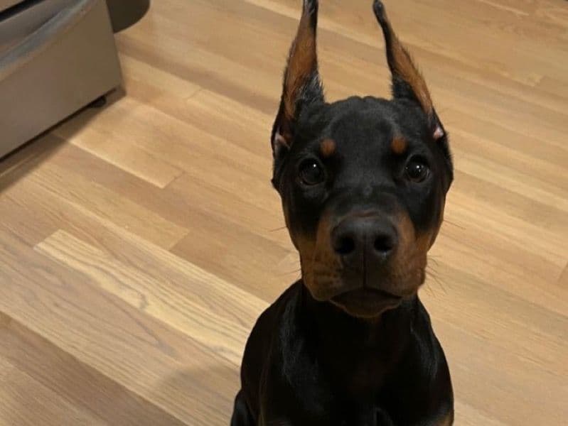Dolli - Doberman | Petmeetly