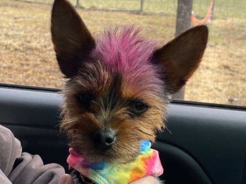Pip primary photo