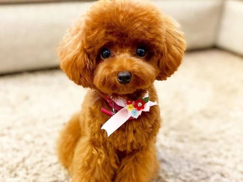 Chi Chi primary photo