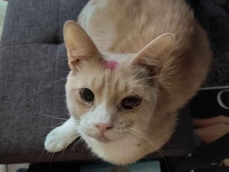 Tabby 3 years 2 months old male named Darien for breeding in Guilford County, North Carolina | Petmeetly