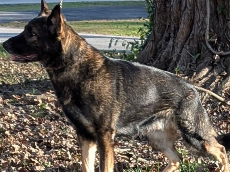 German Shepherd 6 years 1 month old male large named Knox for breeding in Jefferson County, Kentucky | Petmeetly