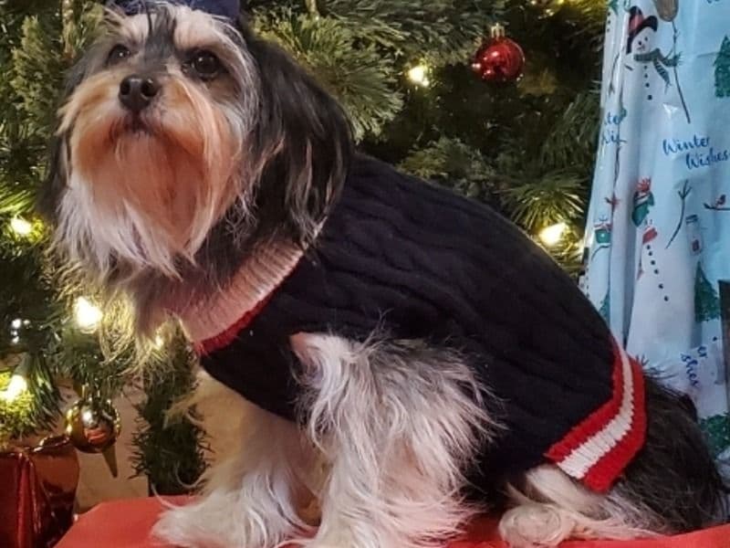 Morkie 4 years 4 months old female small named Jillie for breeding in Harris County, Texas | Petmeetly