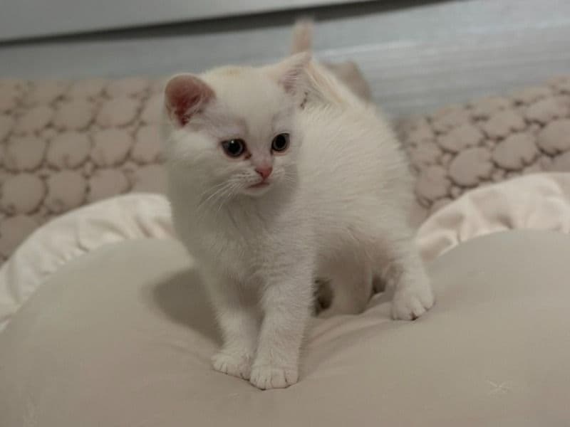 Potato - Scottish Fold | Petmeetly