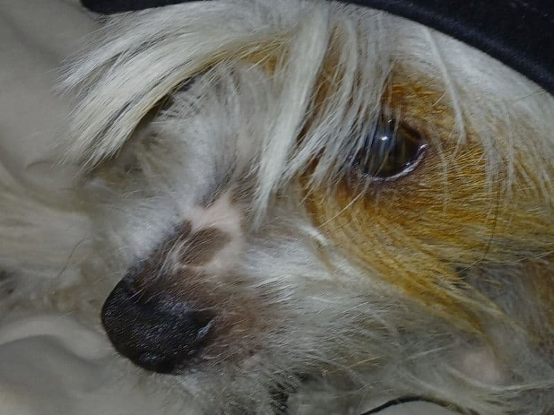 Chinese Crested 2 years 3 months old female small named Gypsy for breeding in Oneida County, Wisconsin | Petmeetly