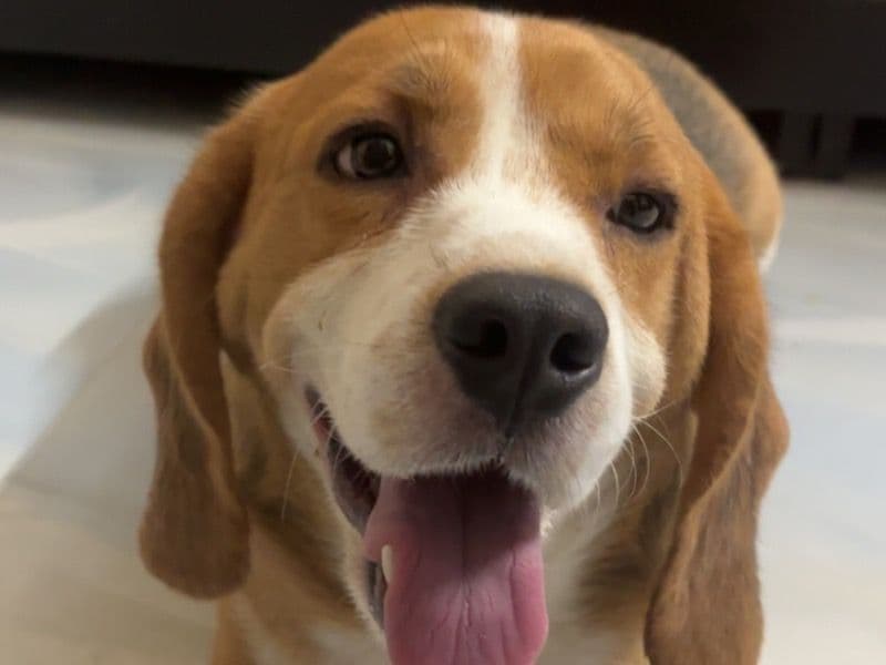 Beagle 2 years 4 months old male large named Pluto for breeding in Jaipur Division, Rajasthan | Petmeetly