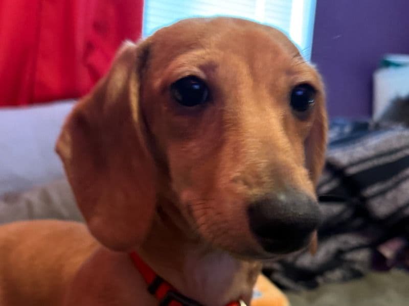 Miniature Dachshund 1 year 5 months old male small named Koopa for breeding in Maricopa County, Arizona | Petmeetly