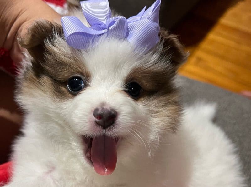 Pomeranian 1 month old female small named Mila for sale in Fairfield County, Connecticut | Petmeetly