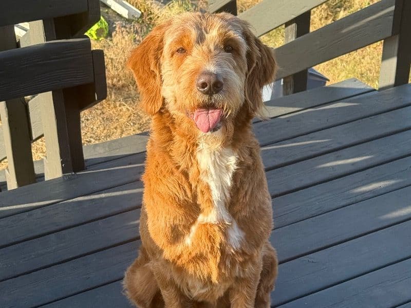 Goldendoodle 5 years old male large named Boobie for breeding in Spokane County, Washington | Petmeetly