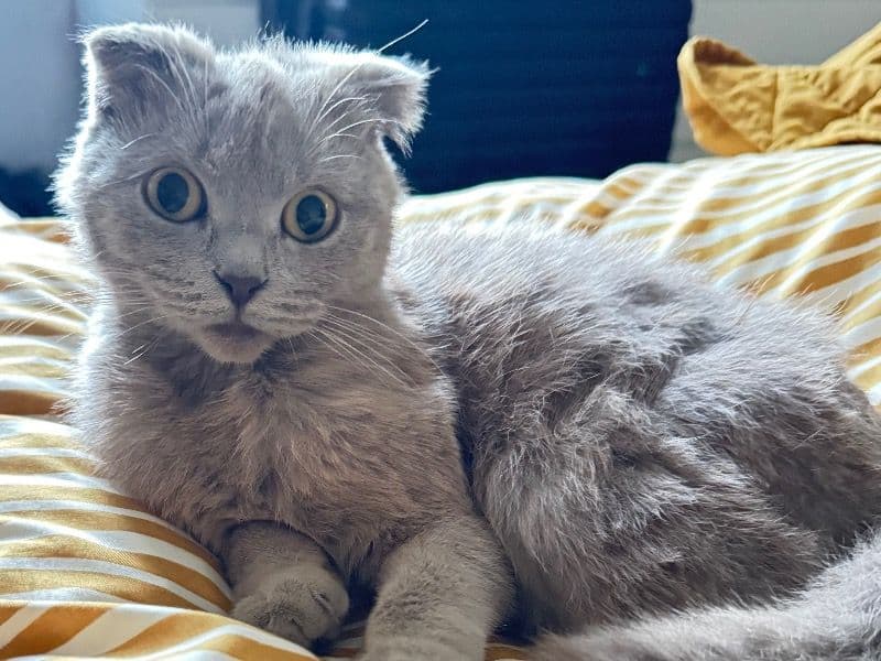 Kitty primary photo