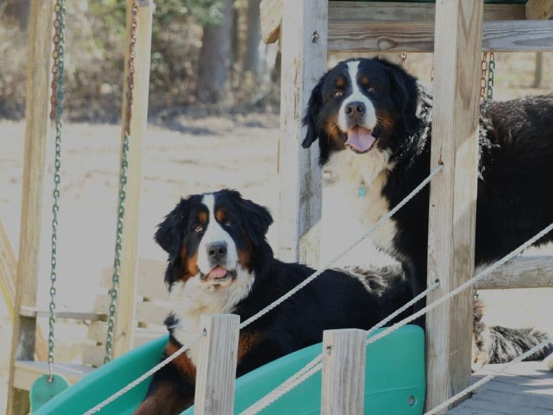 Bernese Mountain Dog 4 years 11 months old male extra large named Watson for breeding in Cecil County, Maryland | Petmeetly