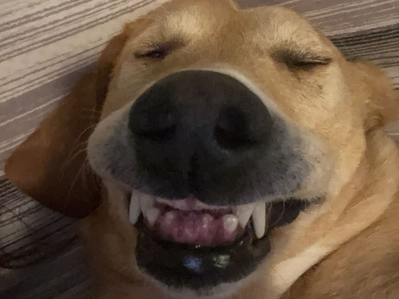 Golden Retriever 5 years old male large named Chip for adoption in Pierce County, Washington | Petmeetly