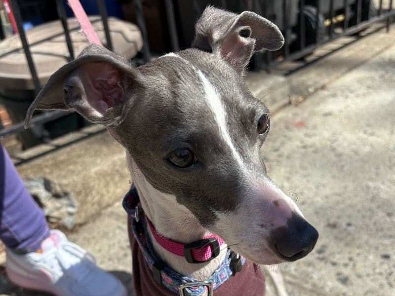 Italian Greyhound 1 year 10 months old female small named Halo for breeding in Middlesex County, New Jersey | Petmeetly